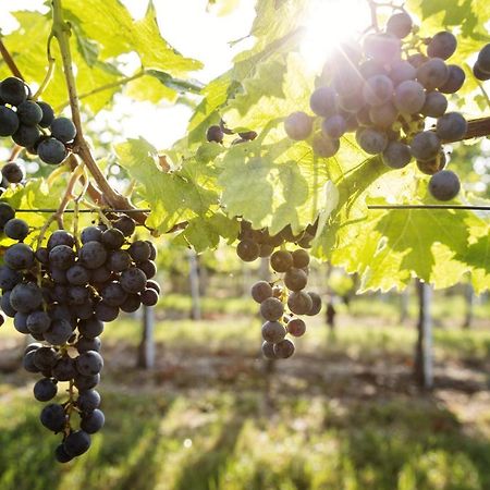 Weingut & Gastezimmer Edelmann Göttlesbrunn Eksteriør billede