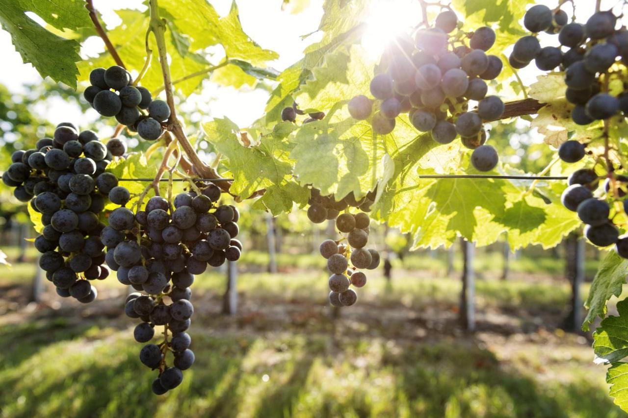 Weingut & Gastezimmer Edelmann Göttlesbrunn Eksteriør billede