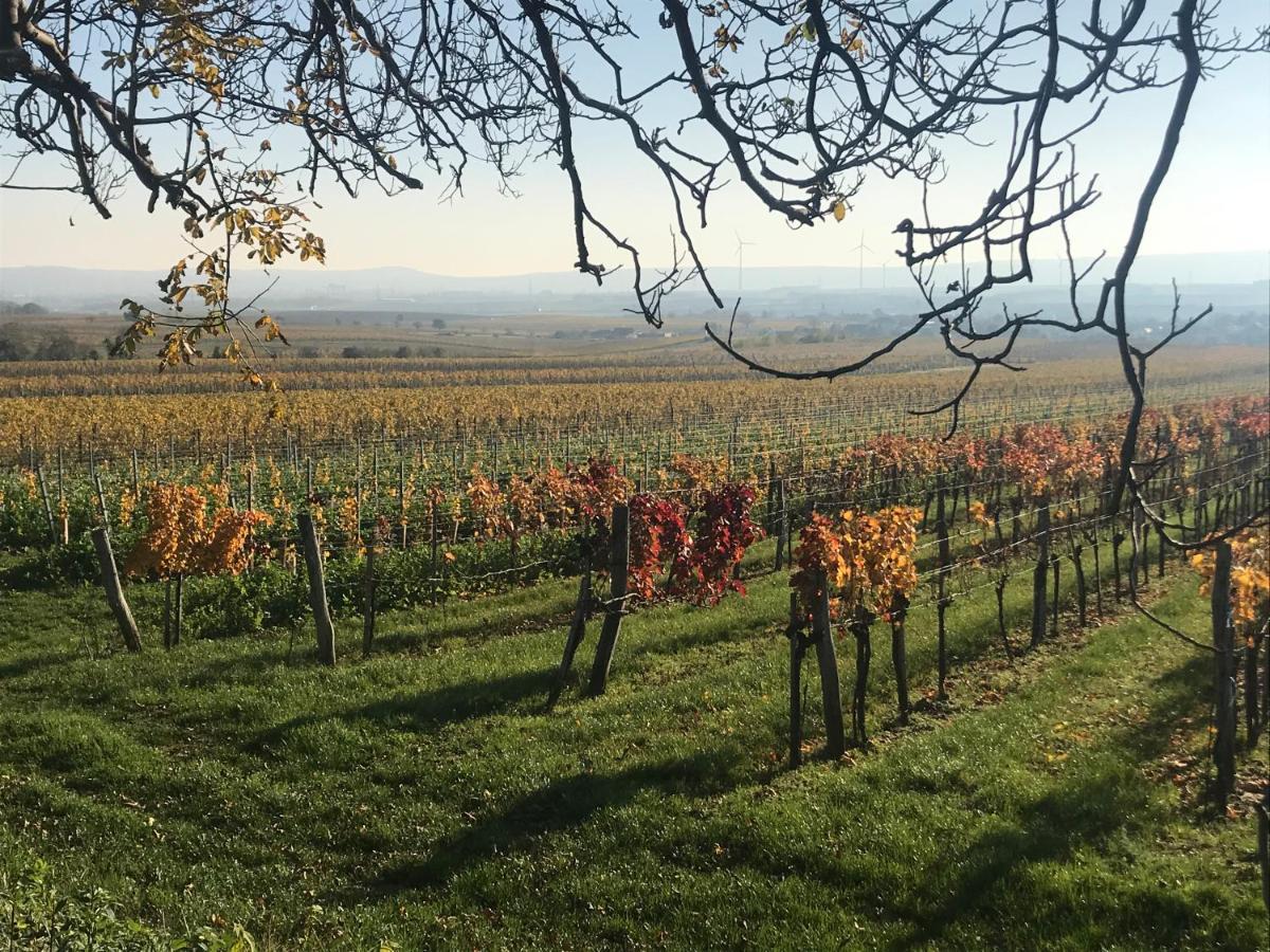 Weingut & Gastezimmer Edelmann Göttlesbrunn Eksteriør billede