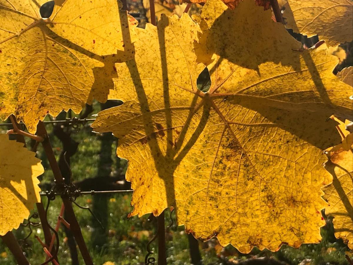 Weingut & Gastezimmer Edelmann Göttlesbrunn Eksteriør billede